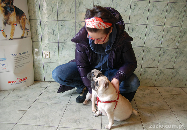 Miszur i Kumok mopsy mopsiki pug na spacerze