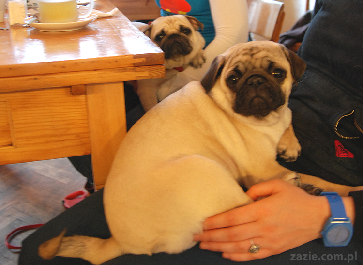 Kumok i Miszur na Solec 44 mopsy mopsiki pugs