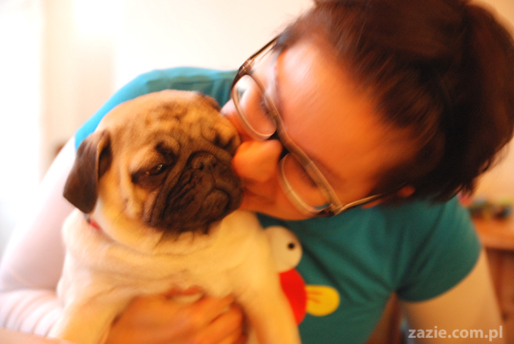 Kumok i Miszur na Solec 44 mopsy mopsiki pugs