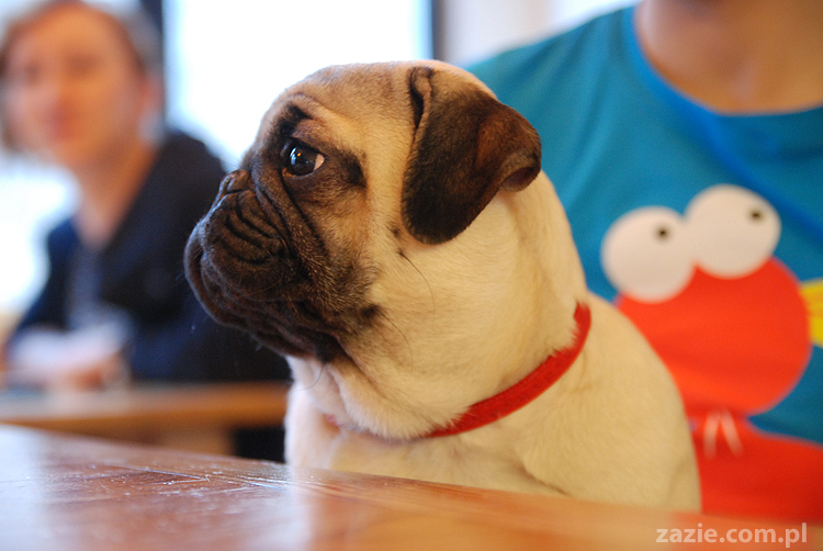 Kumok i Miszur na Solec 44 mopsy mopsiki pugs