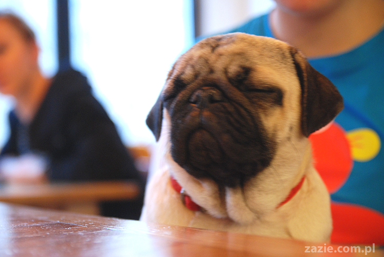 Kumok i Miszur na Solec 44 mopsy mopsiki pugs