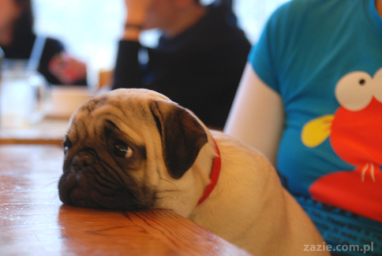 Kumok i Miszur na Solec 44 mopsy mopsiki pugs