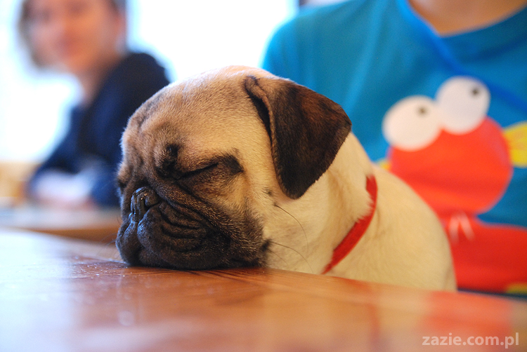 Kumok i Miszur na Solec 44 mopsy mopsiki pugs