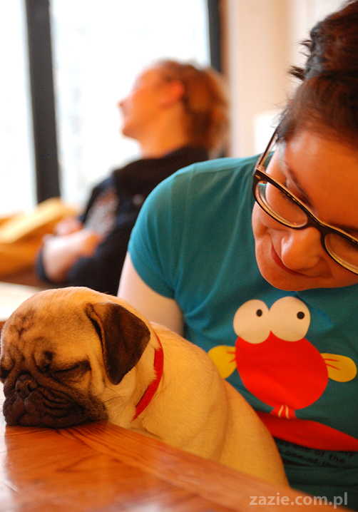 Kumok i Miszur na Solec 44 mopsy mopsiki pugs