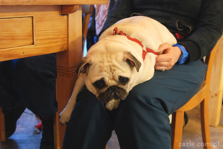 Kumok i Miszur na Solec 44 mopsy mopsiki pugs