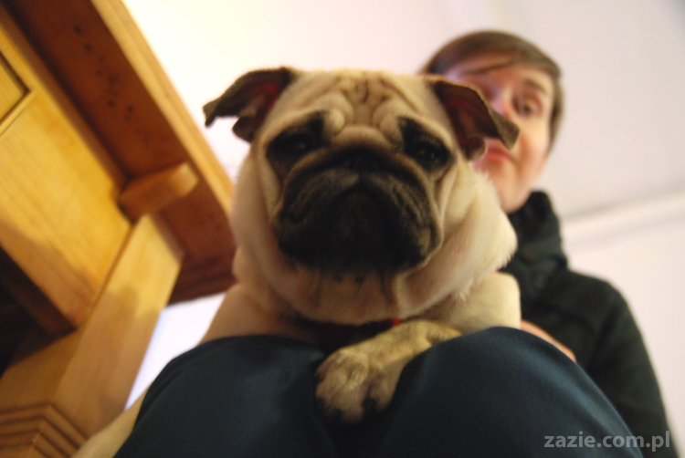 Kumok i Miszur na Solec 44 mopsy mopsiki pugs