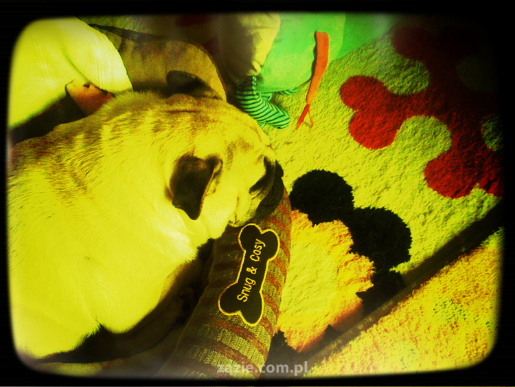 Kumoczek i Miszurek mopsy mopsiki