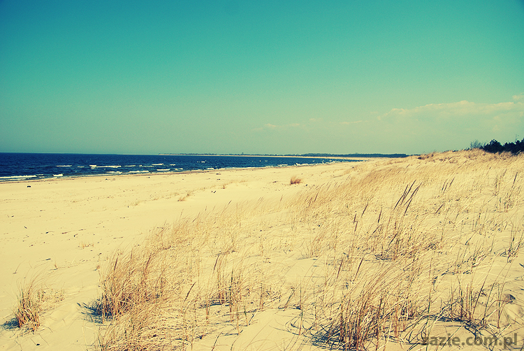 Kumok i Miszur mopsy mopsiki pugs nad morzem