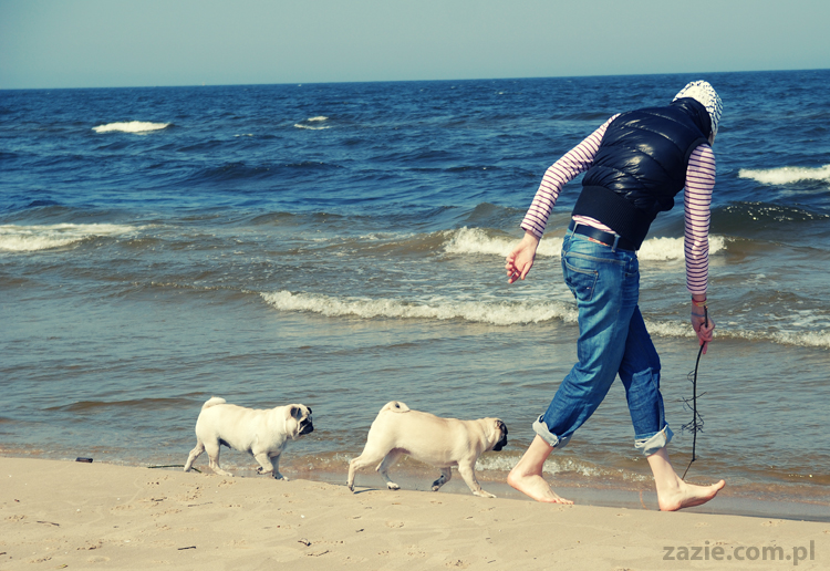 Kumok i Miszur mopsy mopsiki pugs nad morzem