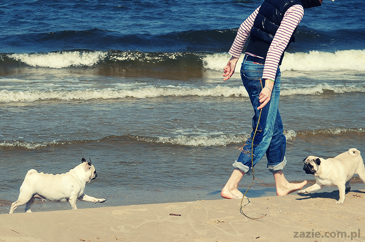 Kumok i Miszur mopsy mopsiki pugs nad morzem