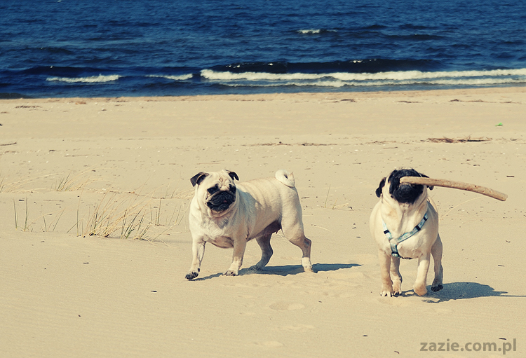 Kumok i Miszur mopsy mopsiki pugs nad morzem