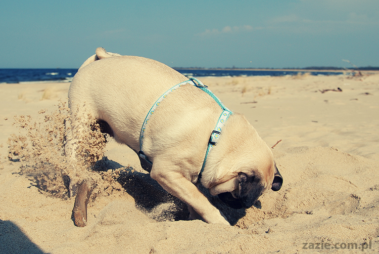 Kumok i Miszur mopsy mopsiki pugs nad morzem