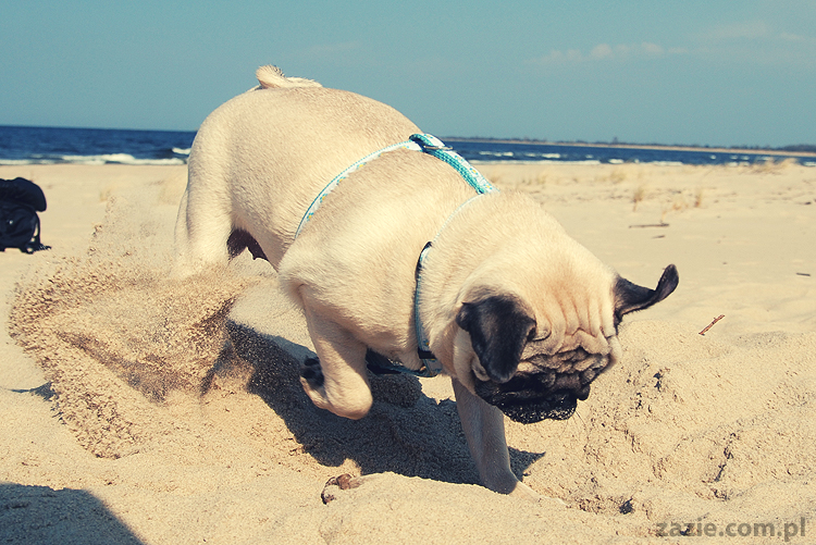 Kumok i Miszur mopsy mopsiki pugs nad morzem