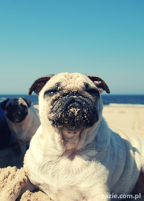 Kumok i Miszur mopsy mopsiki pugs nad morzem