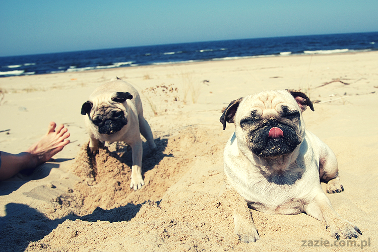 Kumok i Miszur mopsy mopsiki pugs nad morzem