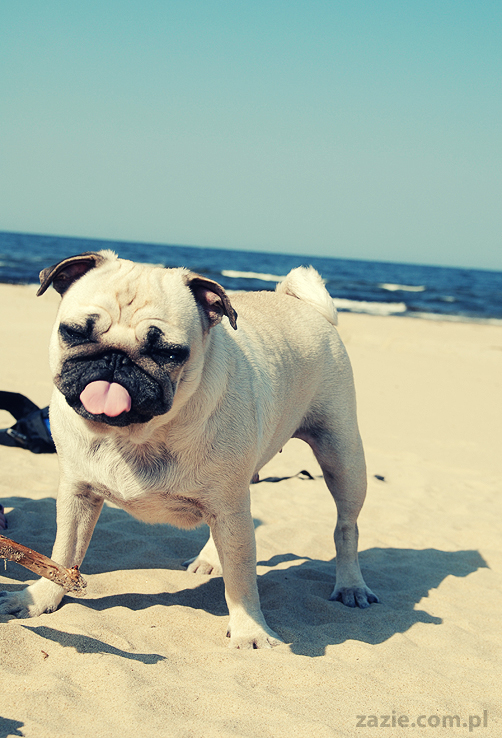 Kumok i Miszur mopsy mopsiki pugs nad morzem