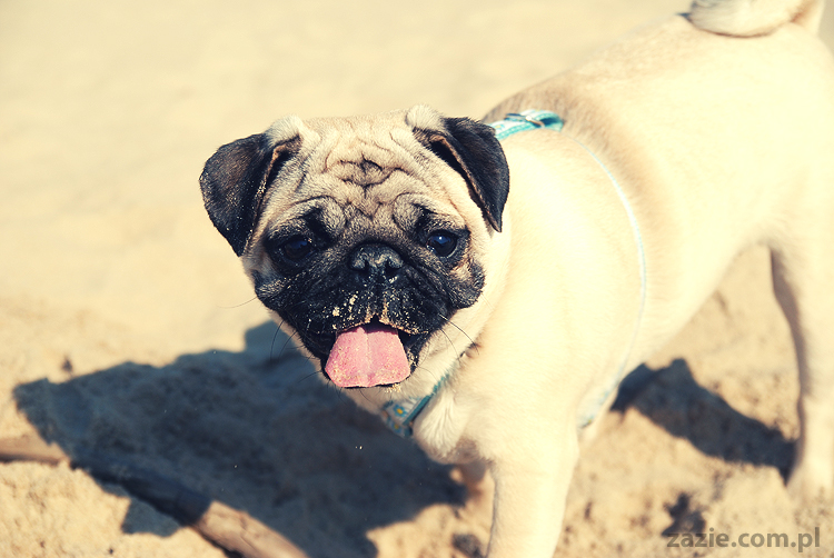 Kumok i Miszur mopsy mopsiki pugs nad morzem