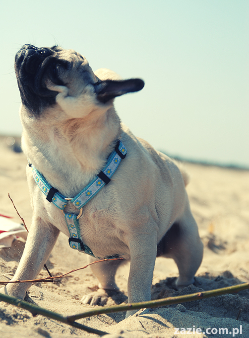 Kumok i Miszur mopsy mopsiki pugs nad morzem