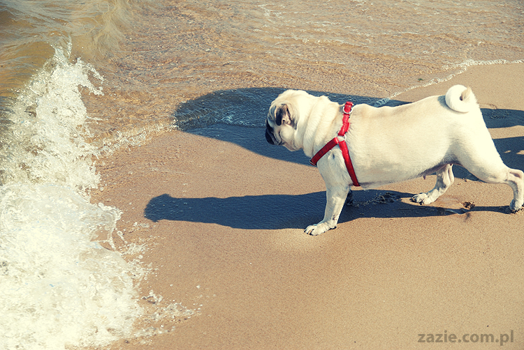 Kumok i Miszur mopsy mopsiki pugs nad morzem