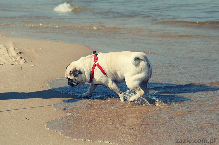 Kumok i Miszur mopsy mopsiki pugs nad morzem