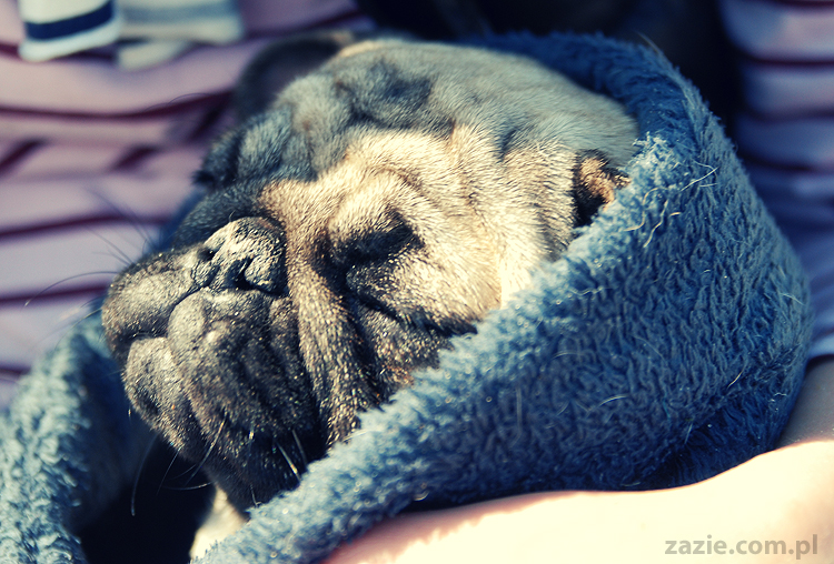 Kumok i Miszur mopsy mopsiki pugs nad morzem