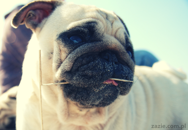 Kumok i Miszur mopsy mopsiki pugs nad morzem