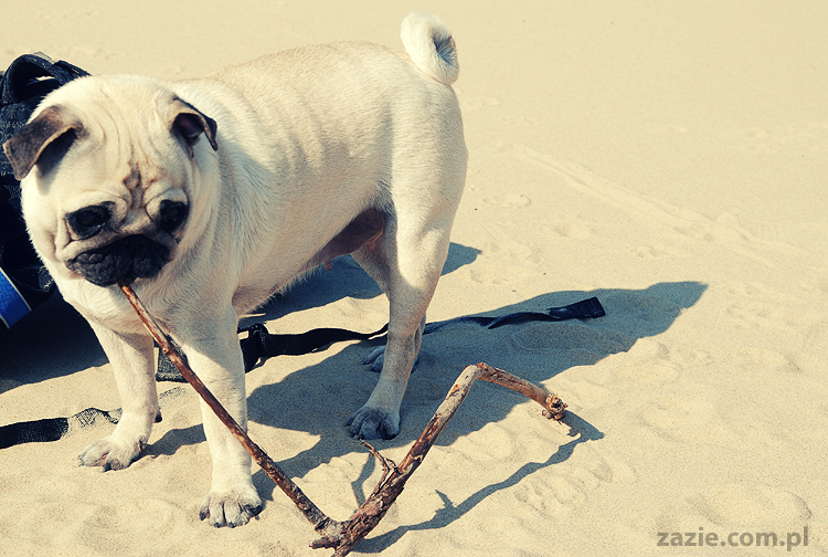 Kumok i Miszur mopsy mopsiki pugs nad morzem