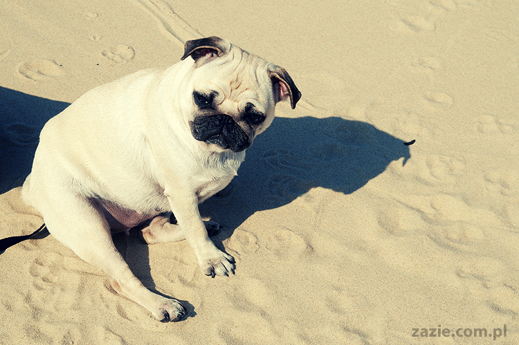 Kumok i Miszur mopsy mopsiki pugs nad morzem