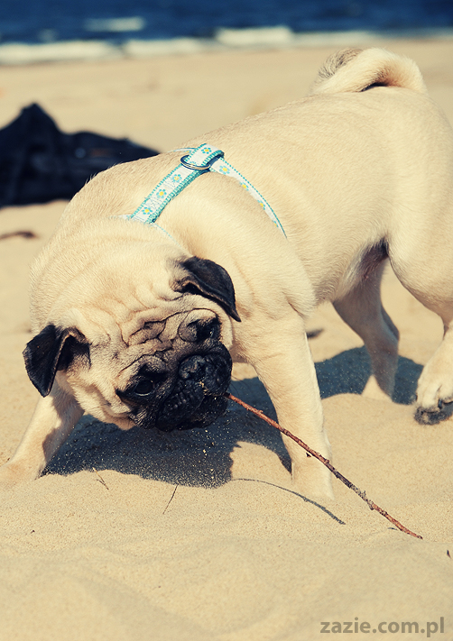 Kumok i Miszur mopsy mopsiki pugs nad morzem