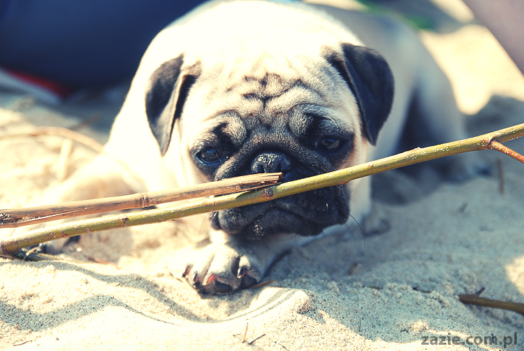 Kumok i Miszur mopsy mopsiki pugs nad morzem