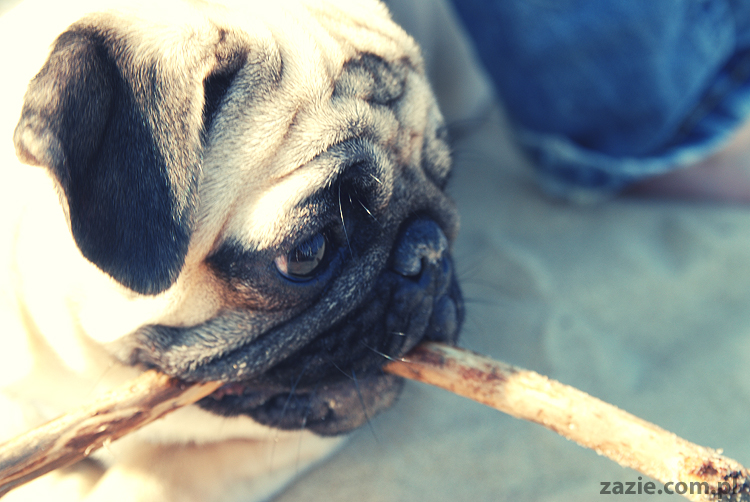 Kumok i Miszur mopsy mopsiki pugs nad morzem