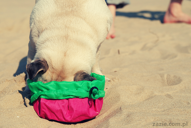 Kumok i Miszur mopsy mopsiki pugs nad morzem