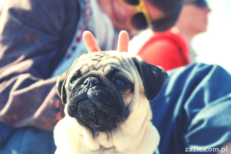 Kumok i Miszur mopsy mopsiki pugs nad morzem