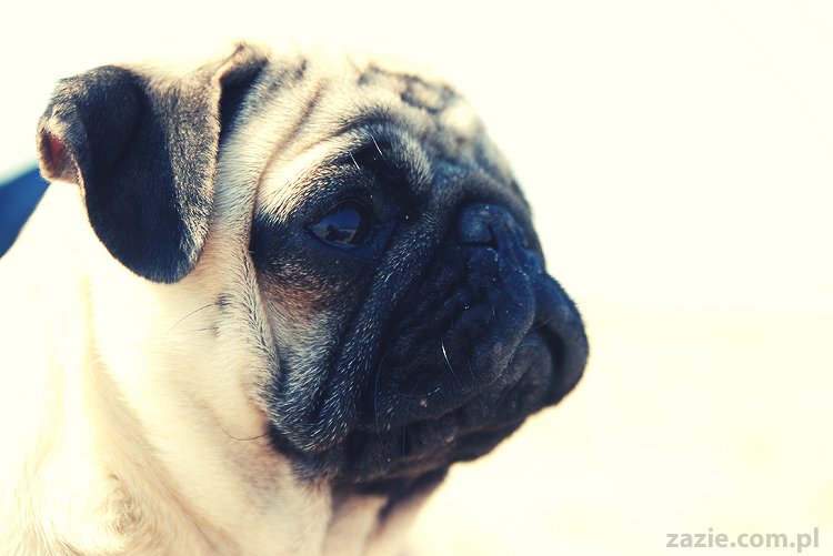 Kumok i Miszur mopsy mopsiki pugs nad morzem