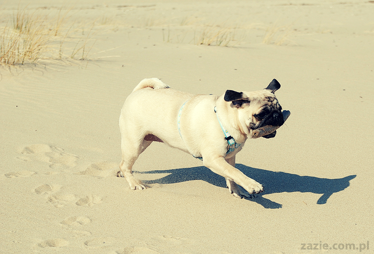 Kumok i Miszur mopsy mopsiki pugs nad morzem