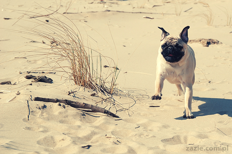 Kumok i Miszur mopsy mopsiki pugs nad morzem