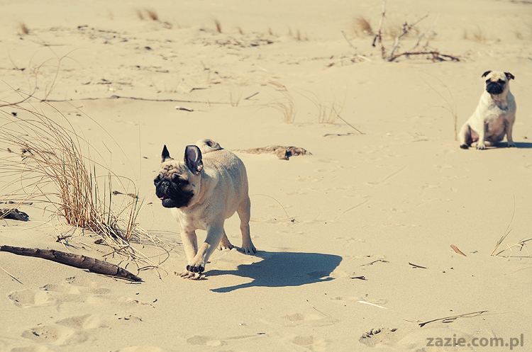 Kumok i Miszur mopsy mopsiki pugs nad morzem