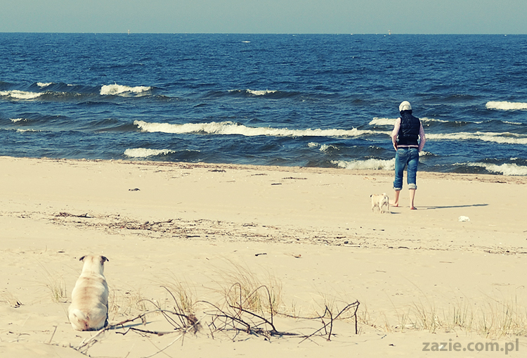 Kumok i Miszur mopsy mopsiki pugs nad morzem