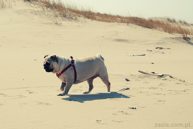 Kumok i Miszur mopsy mopsiki pugs nad morzem