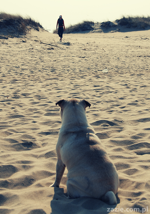 Kumok i Miszur mopsy mopsiki pugs nad morzem