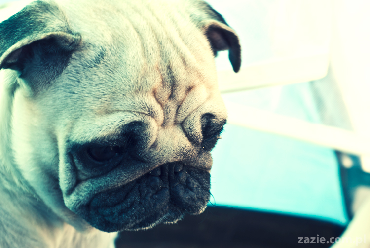 Kumok i Miszur mopsy mopsiki pugs nad morzem