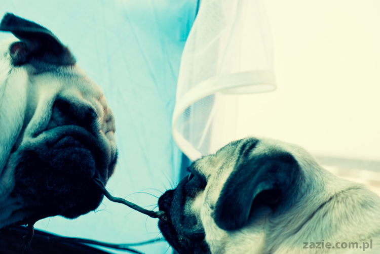 Kumok i Miszur mopsy mopsiki pugs nad morzem