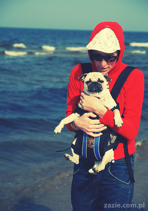 Kumok i Miszur mopsy mopsiki pugs nad morzem