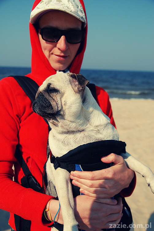 Kumok i Miszur mopsy mopsiki pugs nad morzem