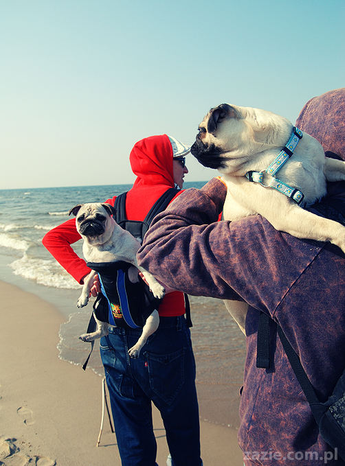 Kumok i Miszur mopsy mopsiki pugs nad morzem