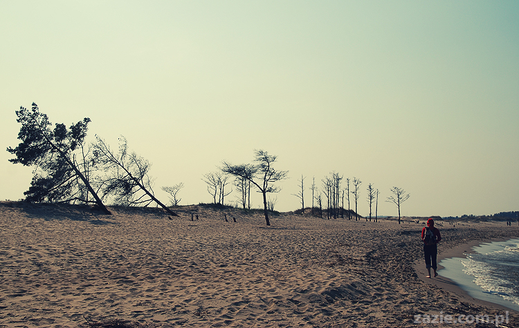 Kumok i Miszur mopsy mopsiki pugs nad morzem