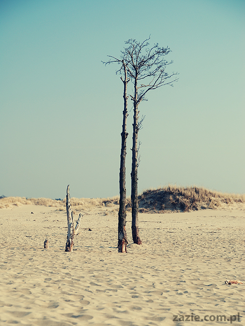 Kumok i Miszur mopsy mopsiki pugs nad morzem