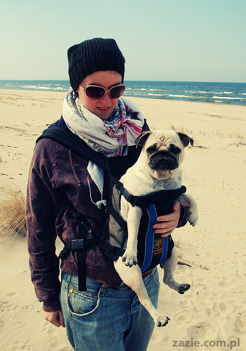 Kumok i Miszur mopsy mopsiki pugs nad morzem