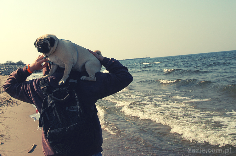 Kumok i Miszur mopsy mopsiki pugs nad morzem