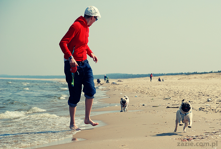 Kumok i Miszur mopsy mopsiki pugs nad morzem